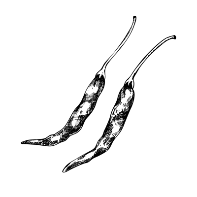 Vector dried chili pepper sketches. Cayenne pepper in engraved style. Hot spice, spicy vegetables set isolated on white background. Mexican cuisine ingredient, packaging, menu design element